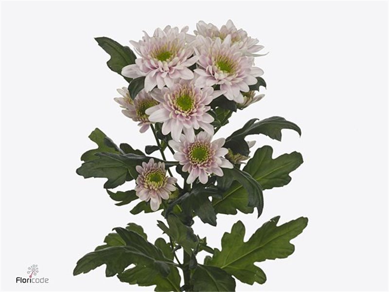 Marjetka T Chic c1034