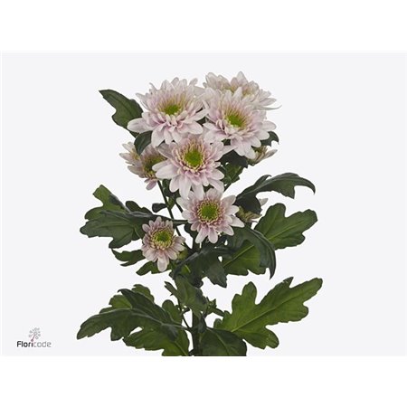 Marjetka T Chic c1034