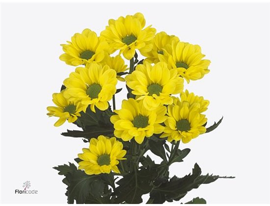 Marjetka T Copa c1035