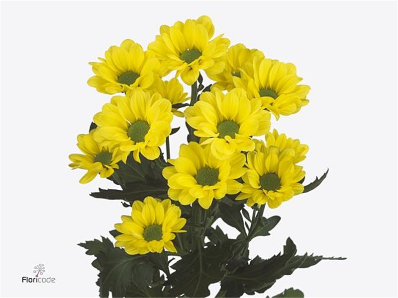 Marjetka T Copa c1035