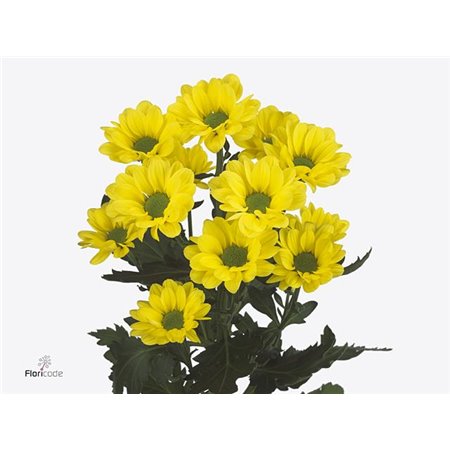 Marjetka T Copa c1035