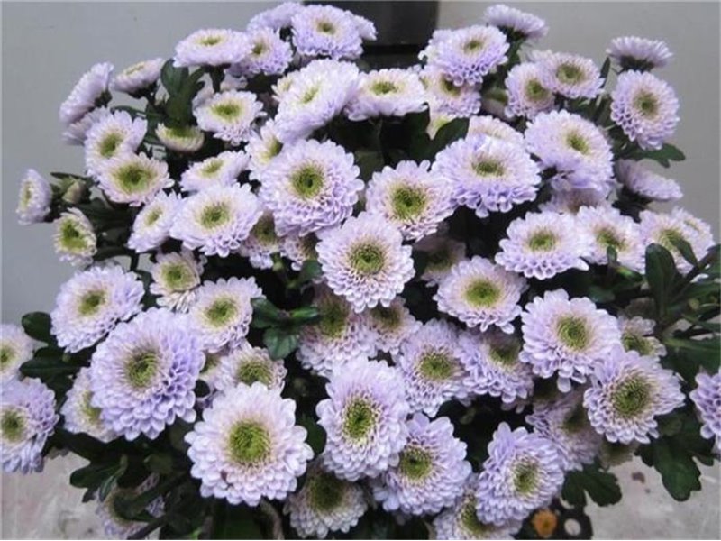 Marjetka T Copa c1037