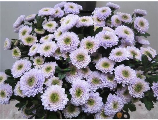 Marjetka T Daydream Sweet Milka c1038