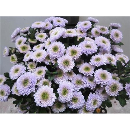 Marjetka T Daydream Sweet Milka c1038