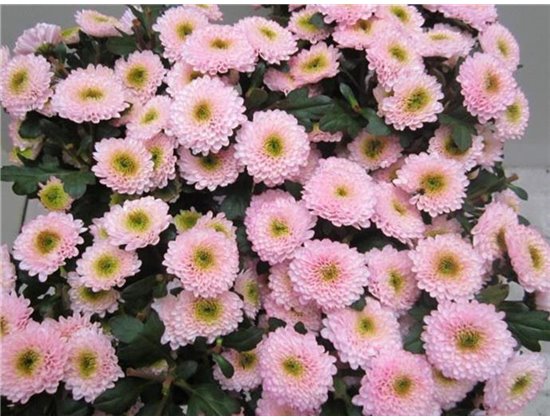 Marjetka T Daydream Sweet Rose c1041