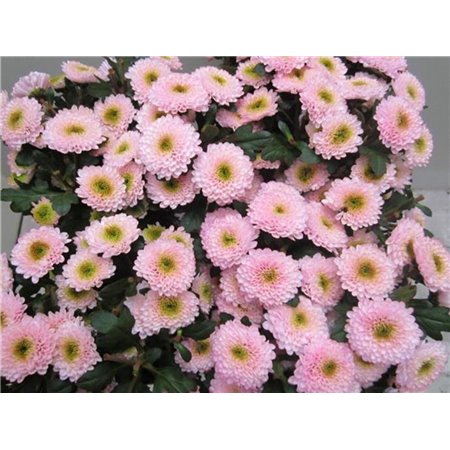 Marjetka T Daydream Sweet Rose c1041