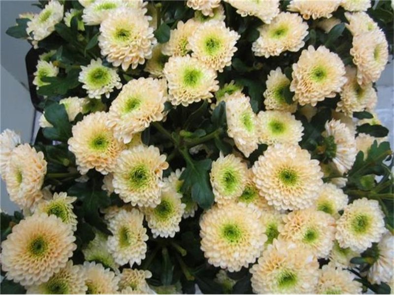 Marjetka T Daydream Sweet Salmon c1042