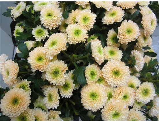 Marjetka T Daydream Sweet Salmon c1043