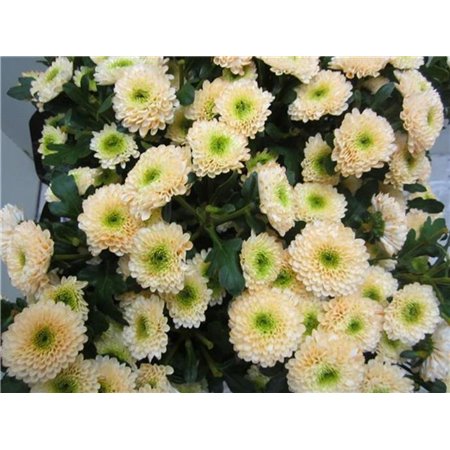 Marjetka T Daydream Sweet Salmon c1043