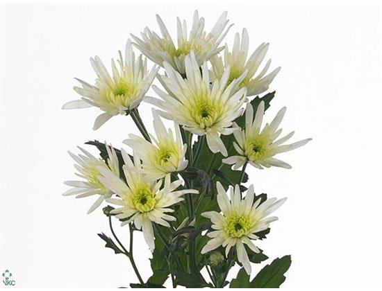 Marjetka T Delian White c1044