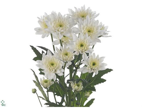 Marjetka T Euro c1046