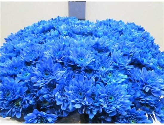 Marjetka T Euro Blue c1048