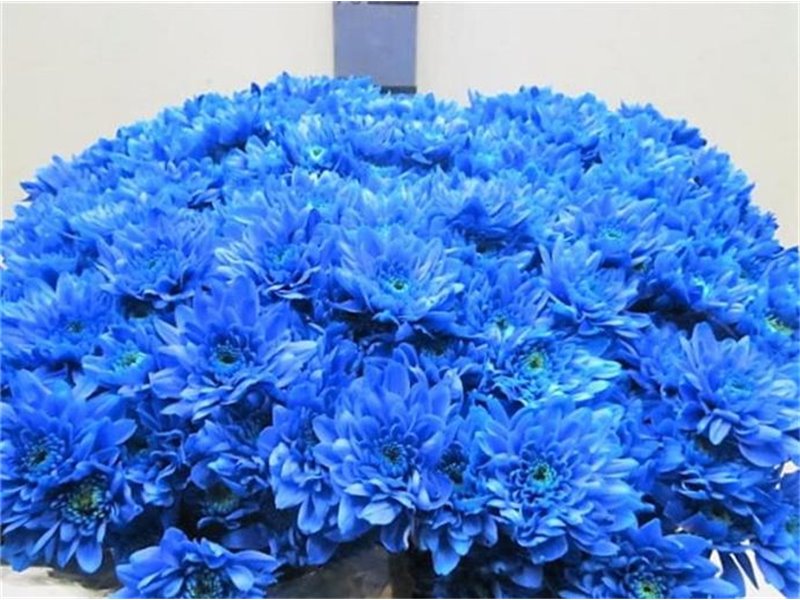 Marjetka T Euro Blue c1048