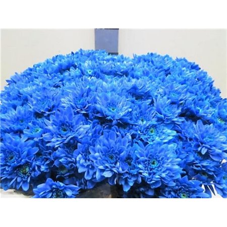 Marjetka T Euro Blue c1048