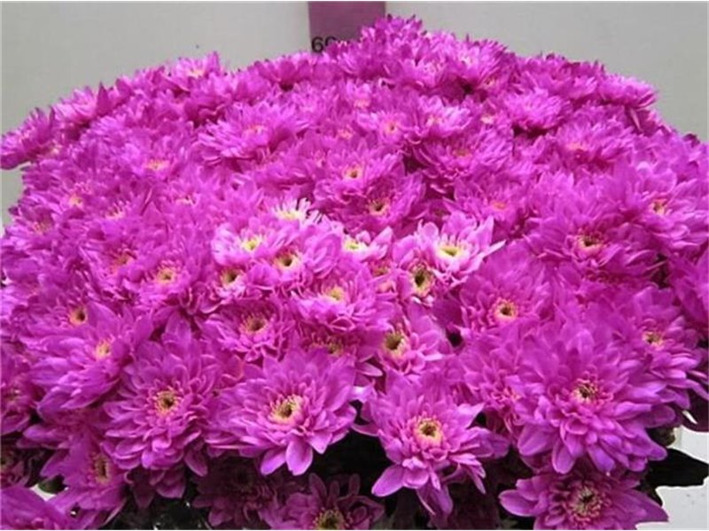 Marjetka T Euro Cerise c1050