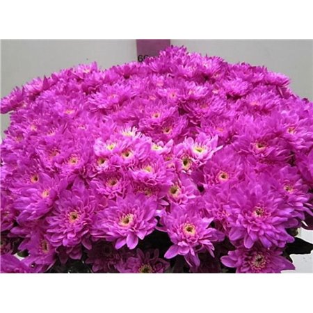 Marjetka T Euro Cerise c1050