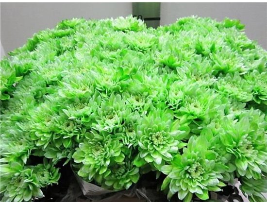 Marjetka T Euro Green c1052