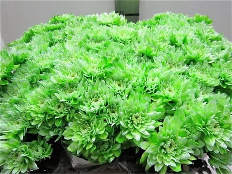 Marjetka T Euro Green c1052