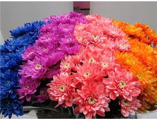 Marjetka T Euro Mixed c1053