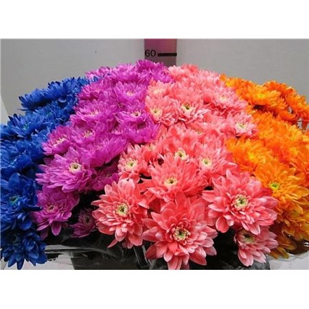 Marjetka T Euro Mixed c1053