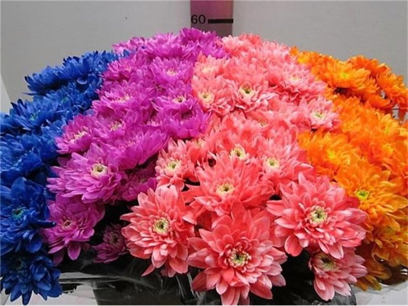 Marjetka T Euro Mixed c1054