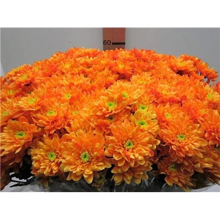 Marjetka T Euro Orange c1055