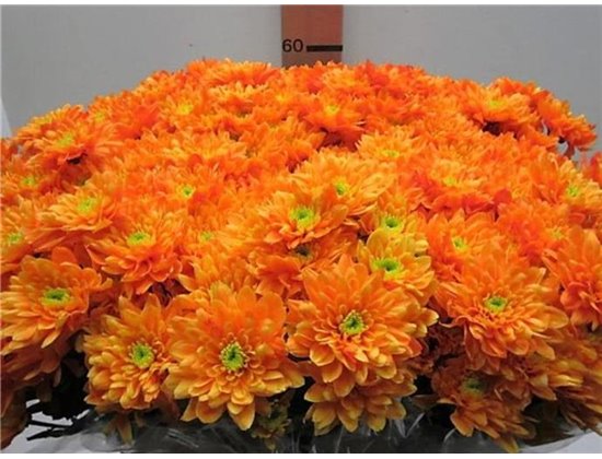 Marjetka T Euro Orange c1056