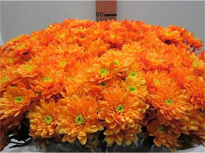 Marjetka T Euro Orange c1056