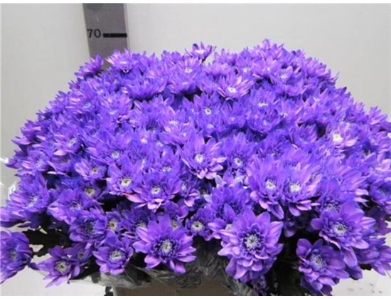 Marjetka T Euro Pale Milka c1057