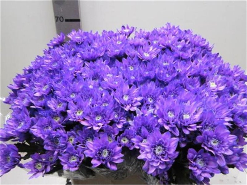 Marjetka T Euro Pale Milka c1058