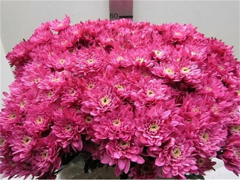 Marjetka T Euro Red c1059