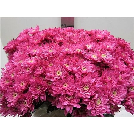 Marjetka T Euro Red c1059