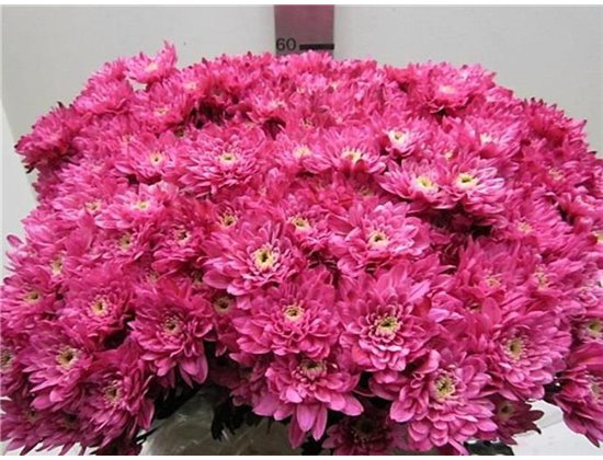 Marjetka T Euro Red c1060