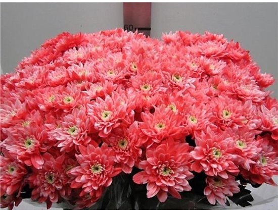 Marjetka T Euro Rose c1062