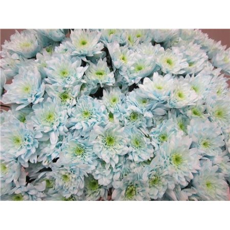 Marjetka T Euro Sweet Blue c1064