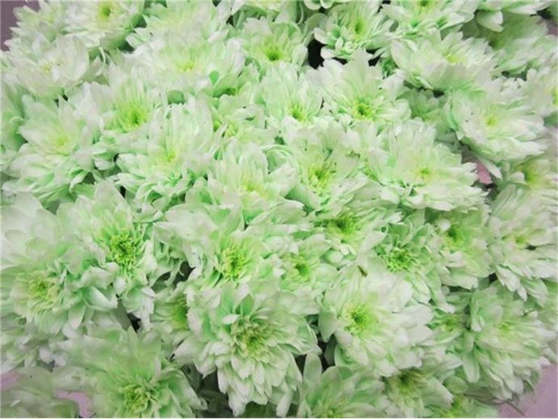 Marjetka T Euro Sweet Green c1065