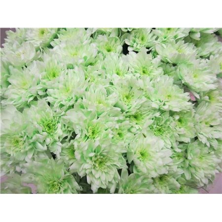 Marjetka T Euro Sweet Green c1065