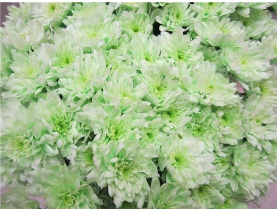 Marjetka T Euro Sweet Green c1066