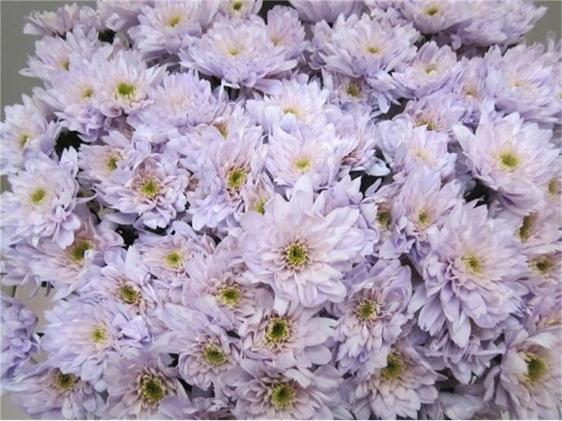 Marjetka T Euro Sweet Milka c1069