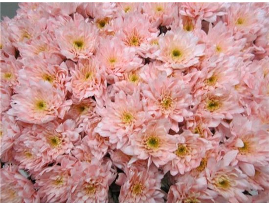 Marjetka T Euro Sweet Roosvice c1072