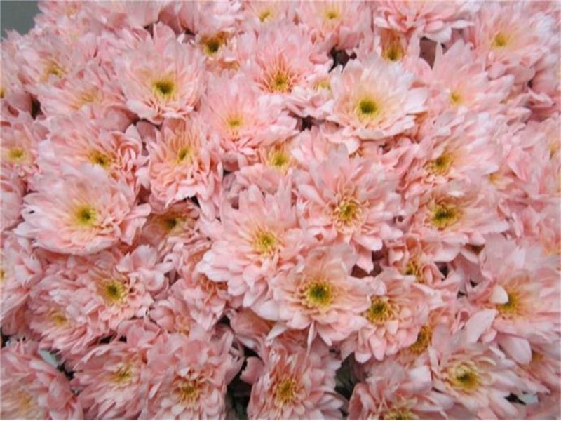 Marjetka T Euro Sweet Roosvice c1072