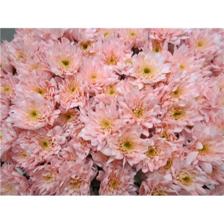 Marjetka T Euro Sweet Roosvice c1073