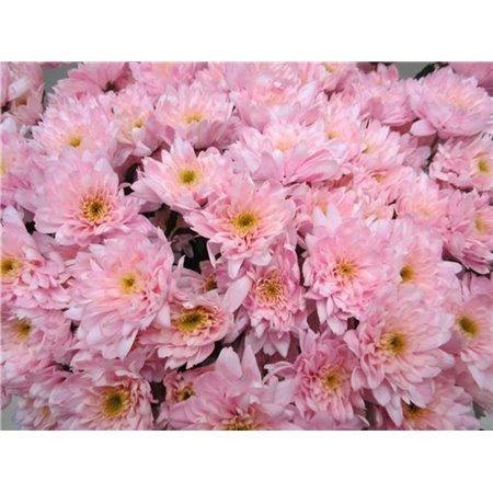 Marjetka T Euro Sweet Rose c1075