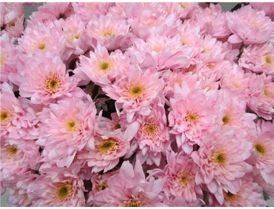 Marjetka T Euro Sweet Rose c1078