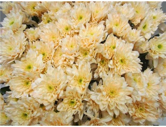 Marjetka T Euro Sweet Salmon c1079