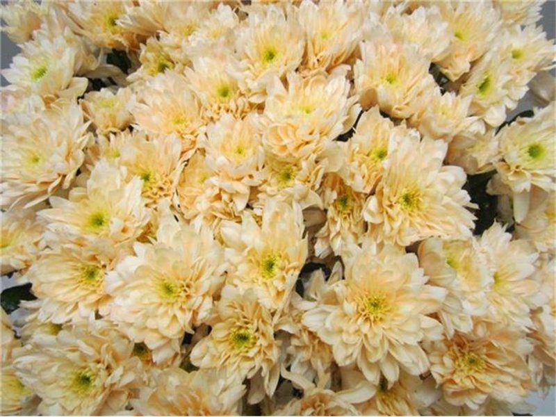 Marjetka T Euro Sweet Salmon c1079