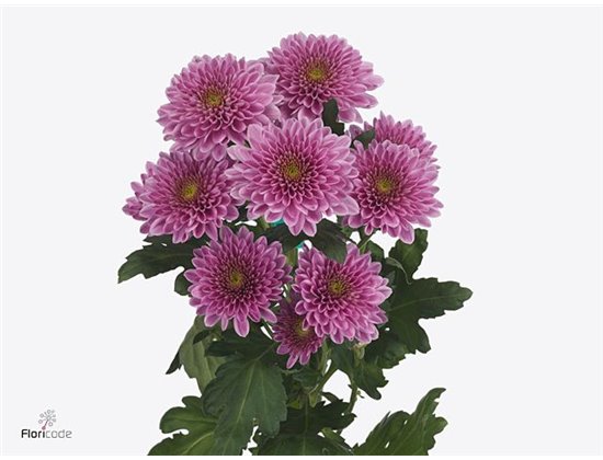 Marjetka T Fabienne c1081