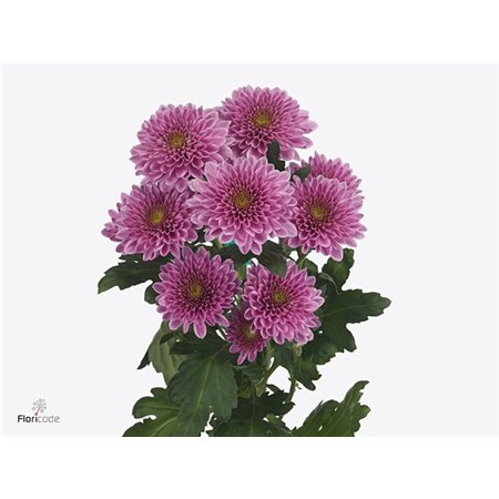 Marjetka T Fabienne c1081