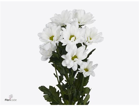 Marjetka T Fabienne c1082