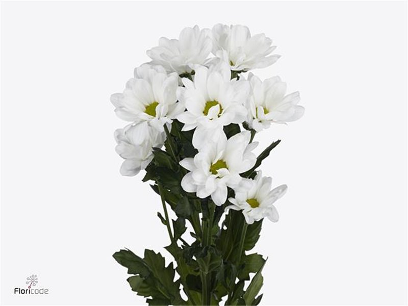 Marjetka T Ilonka c1083